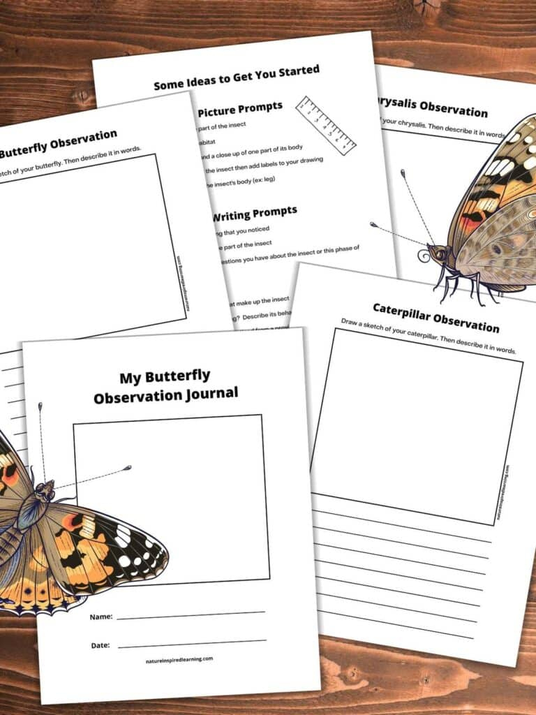 Free Butterfly Observation Journal For Kids Nature Inspired Learning