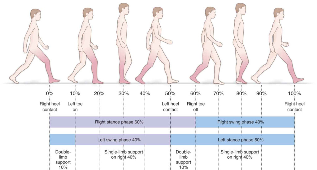 Gait And Posture Analysis Musculoskeletal Key