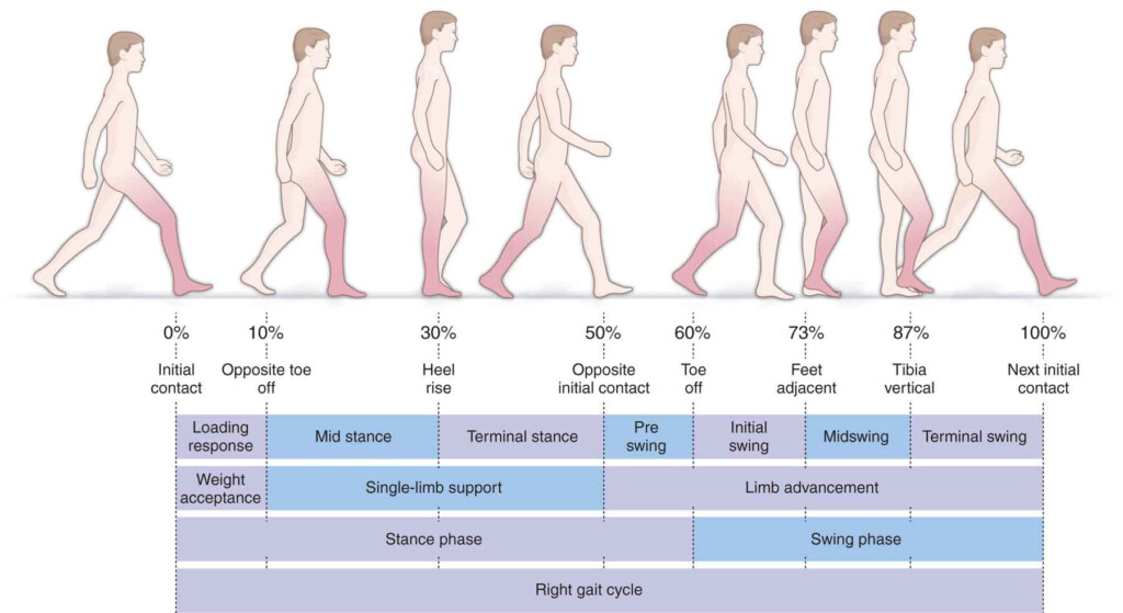 Gait And Posture Analysis Musculoskeletal Key