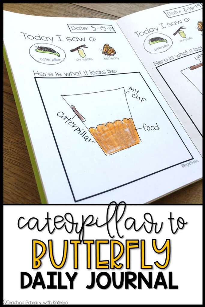 Butterfly Life Cycle Journal Daily Journal Butterfly Life Cycle 