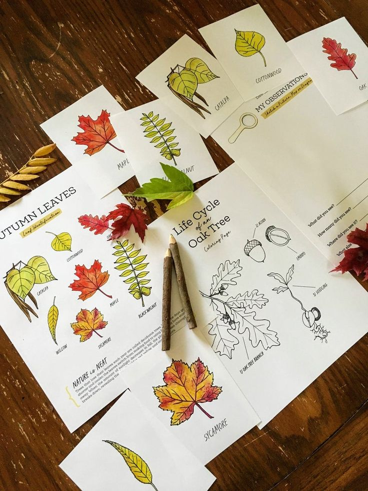 THE FOREST Nature Journal Charlotte Mason Homeschool Printable Nature 
